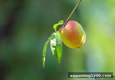 SG飞艇RNG随机数生成原理与公平性深度解析——糖果派对试玩带你读懂技术真相