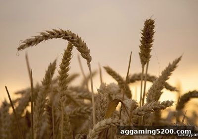 糖果派对试玩：爱游戏体育平台返利活动全攻略